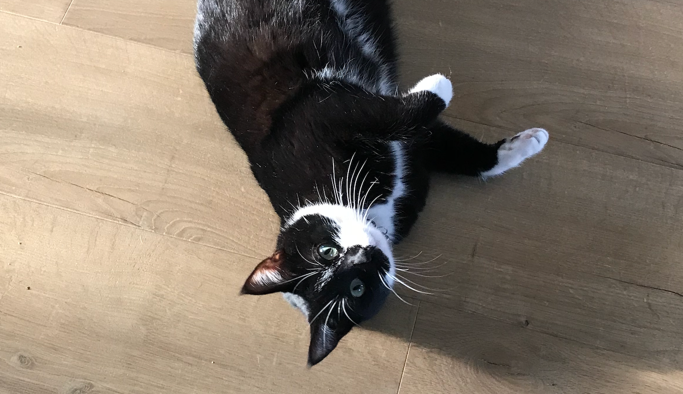 Une photo de ma chatte Ulina